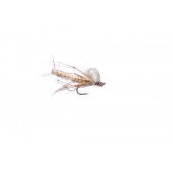cdc drowing daddy long legs