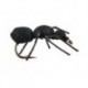 Black Ant