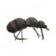 Brown Ant