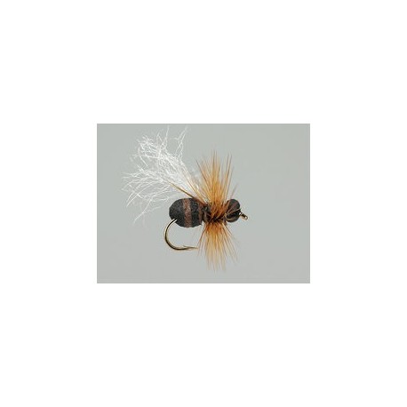 Brown Ant Hf