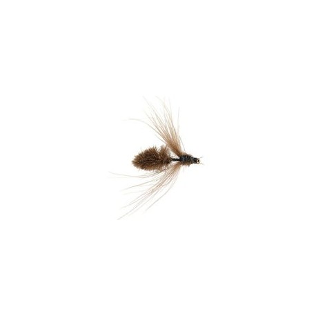 Brown CDC Bee