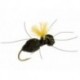 Carpenter Ant (Black)