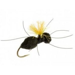 Carpenter Ant (Black)