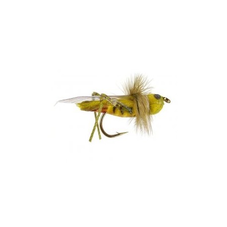Cavallette Chernobyl Ants Cernobyl Formiche