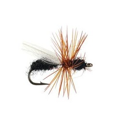CDC Flying Ant Black