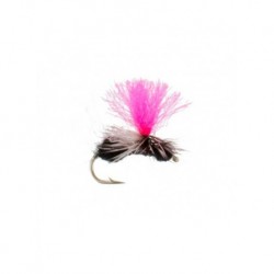 Flying Black Ant Foam