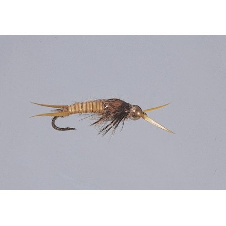 Golden Epoxyback Stone   TNG WTD