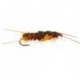 Giant Orange Stonefly