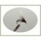 Duck Fly Winged