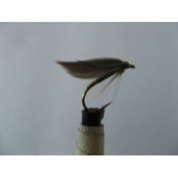 olive gold butt winged spider