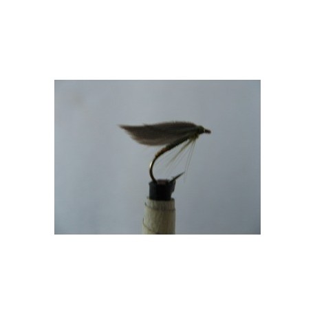 olive gold butt winged spider