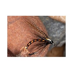 IrishCormorantOrange